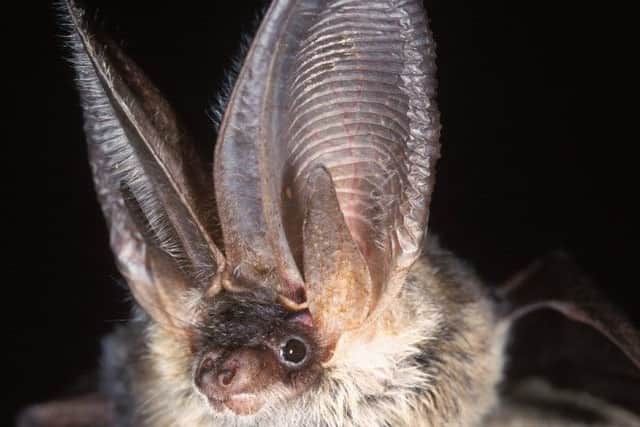 A grey long-eared bat, one of the 100 of England's most threatened species which are being thrown a lifeline with a £4.6 million grant for conservation work. PRESS ASSOCIATION Photo. Issue date: Friday December 4, 2015. The Heritage Lottery Fund money will go towards the "back from the brink" project, which will see a range of organisations working to save key species including the sand lizard and the Duke of Burgundy butterfly from extinction. See PA story ENVIRONMENT Species. Photo credit should read: Hugh Clark/Bat Conservation Trust/Natural England/PA Wire