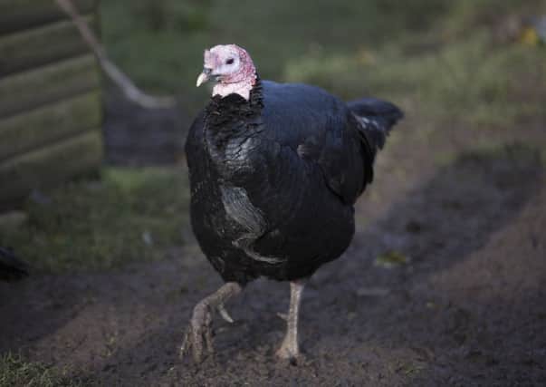Dinner, a Turkey at Stonebridge City Farm in Nottingham, who is believed to be Britian's oldest and luckiest Turkey. December 4 2015.  Surviving 15 Christmases on the trot probably makes this male turkey the country's luckiest festive bird... and possibly the oldest.  See NTI story NTITURKEY.  The gobbler, known as Dinner or Boss Man to the staff, has ruled the roost at Stonebridge Farm, Notts, for at least a decade and a half and is the only poultry on site to have a name. No one is sure exactly how old he is, the farm's operations co-ordinator Stephen Gee said yesterday.  "But my wife Marie (Rogers) started working here 16 years ago and always remembers him being here.  So while we can't name his age exactly we are pretty confident that he is one of the oldest and luckiest turkeys around and he gets past Christmas every year and breathes a big sigh of relief in January," the 64-year-old retired sixth form teacher added.  A domesticated male turkey normally has a lifespan of around ten years.