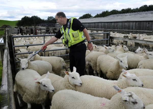 Constable Ridler of North Yorkshire Police scanning tags on lambs at Newton Bank Farm, Gargrave, undergoing specialist training in sheep identification in partnership with the NFU.  Picture: Bruce Rollinson
