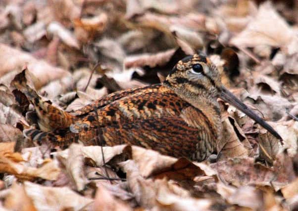 A woodcock.   Picture: Michael Flowers
