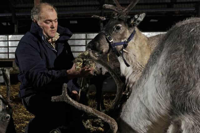 Richard Burniston with some of his herd at Riggmoor Reindeer, Little Givendale Farm, near Ripon.    Picture: Bruce Rollinson
