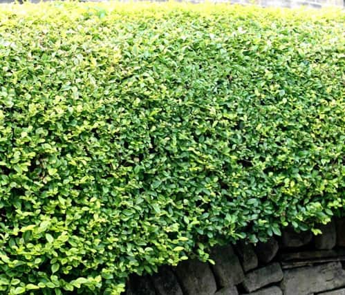 A privet hedge