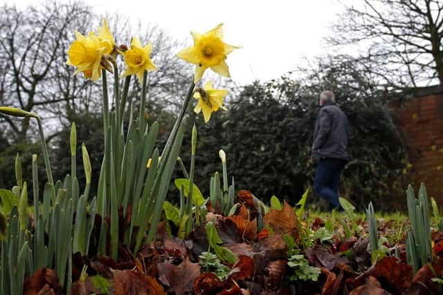 Daffodils can be seen already, as the UK could be set for the warmest December in almost 70 years