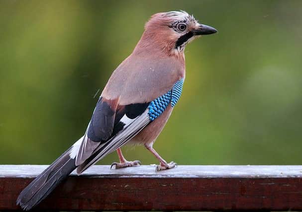 A shy woodland bird, the jay, has taught scientists a fascinating lesson in how colours in the wild retain their vitality.