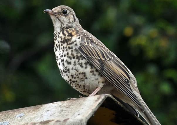 The mistle thrush likes to settle on lofty perches and are among the earliest breeding birds.  Pic: Mike Cowling