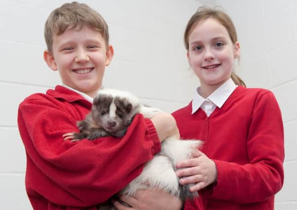 Jacob Lingwood and Daisy Donovan met Smokey the scunk, one of the new additions at Askham Bryan's Wildlife and Conservation Centre.