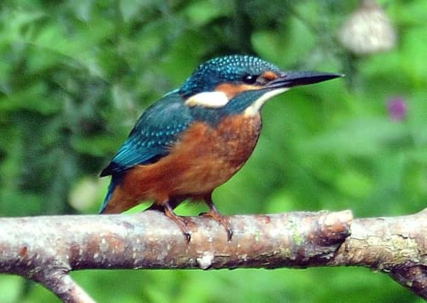 A Kingfisher pictured at Fairburn Ings, near Castleford