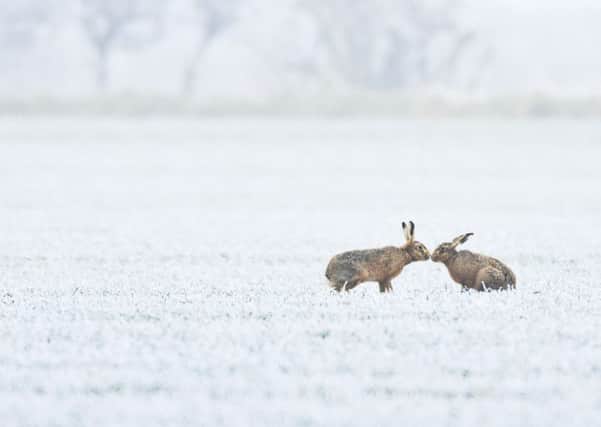 Two brown hares in a frosty field. (Picture: Elliott Neep).