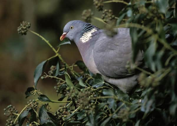 Woodpigeons prove a problem for crop growers due to their sheer numbers, says Roger Ratcliffe.  Pic: RSPB