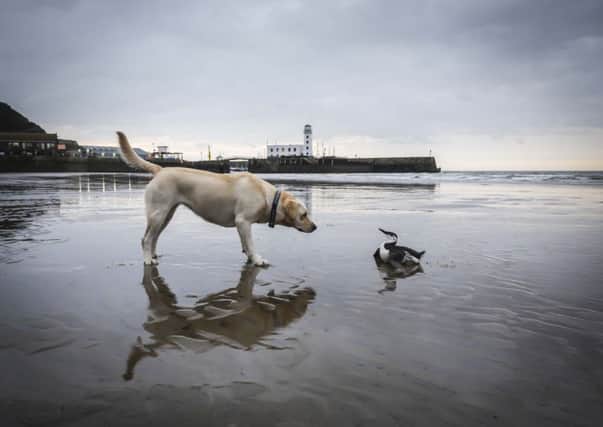 Eva the labrador retriever finds an ailing bridled guillemot on the South Bay beach at Scarborough.  Pic: Emma Drabble.