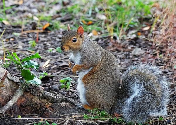 A grey squirrel, captured on camera at Crow Nest Park, Dewsbury, by Adrian E Mortimer.