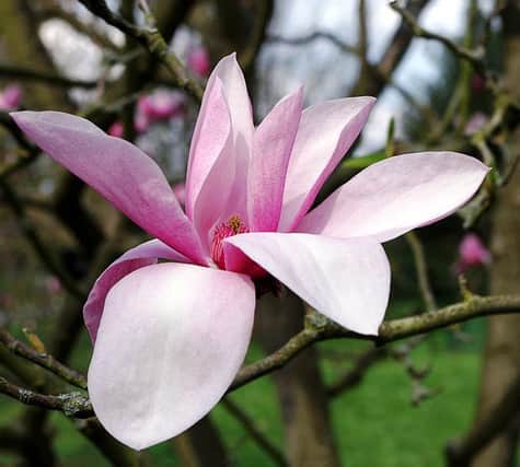 Plant of the week - magnolia star wars