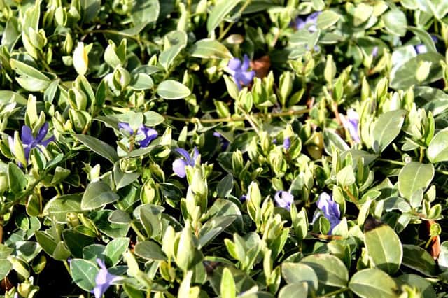 Vinca minor is at home in sun or shade.