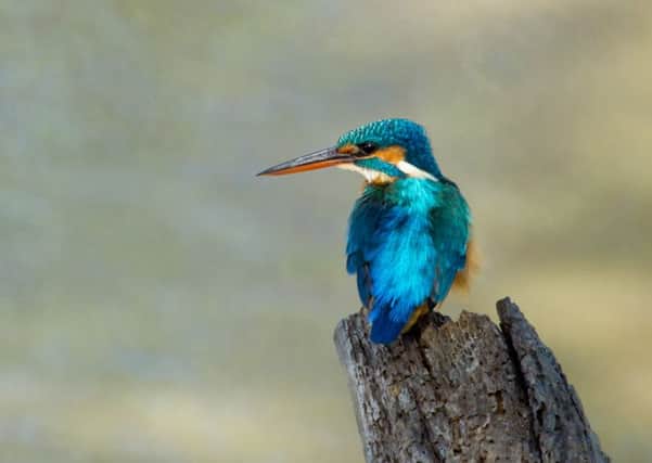Kingfishers are among the bird life that will be facing tough feeding conditions as a consequence of the floods that have hit Northern England over the last month.  Pic: John Foreman.