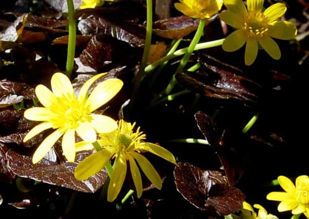 Plant of the week: . Ranunculus Ficaria Brazen Hussy