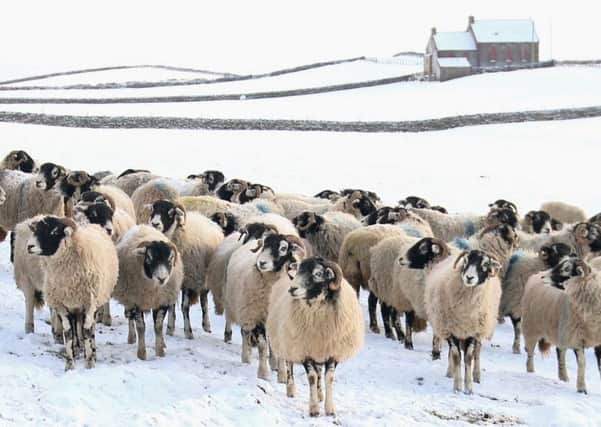 The Hutchinsons' Swaledale herd, stars of the film 'Addicted to Sheep' which is set to debut on the BBC next week.
