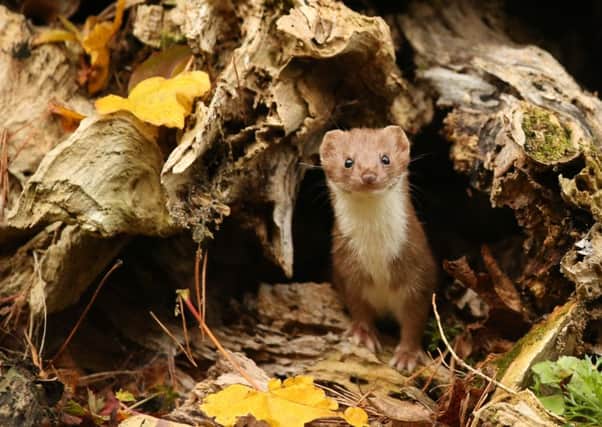 Wildlife artist Robert Fuller captured this rare photograph of a weasel.