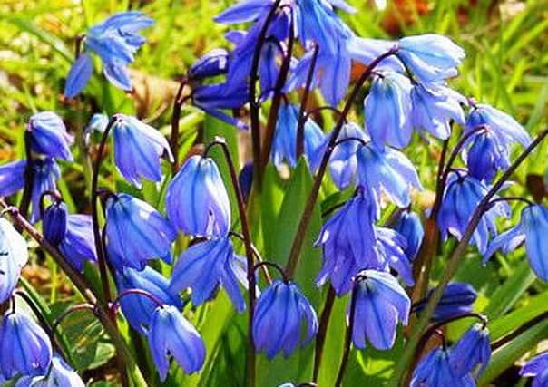 Plant of the week: Scilla Siberica