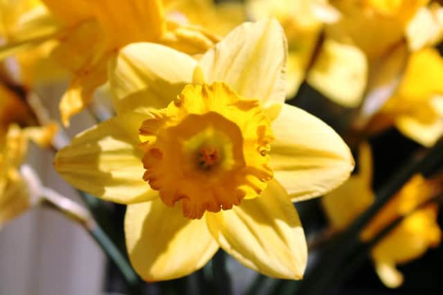 EARLY RISER: Daffodils can be in flower months before spring has sprung.