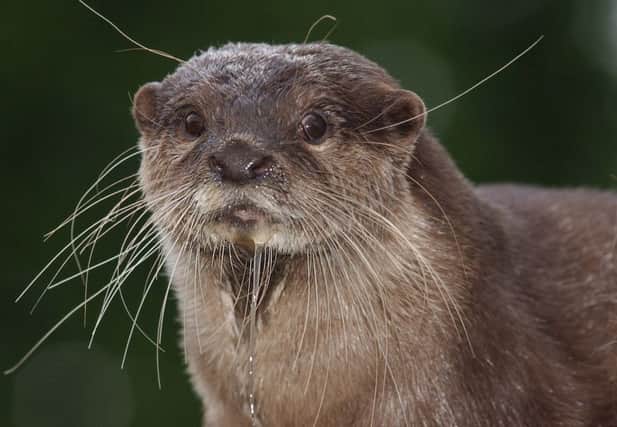 Otters like this one have been spotted in the River Don at Sheffield