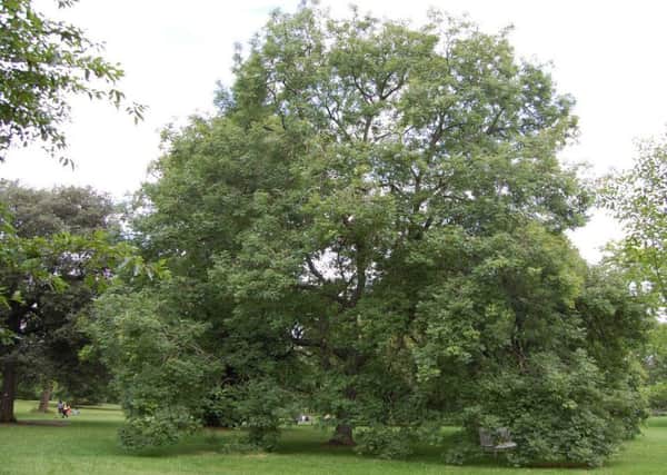An ash tree - many are under threat from die-back