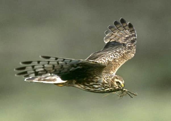 Hen harriers are on the brink of extinction in England as a result of persecution: RSPB Images/PA Wire
