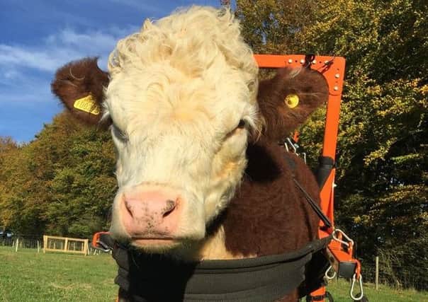 Duke Bullock is set to lose his specially-adapted home at CALF animal sanctuary.