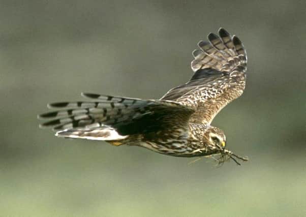 An adult female hen harrier.  Pic: RSPB/PA Wire