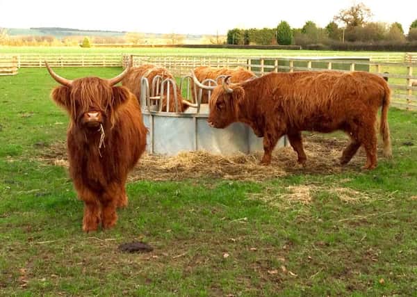 Shaun McKenna's Highland cattle