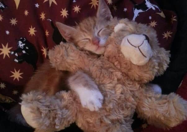 Neil the cat with his teddy bear