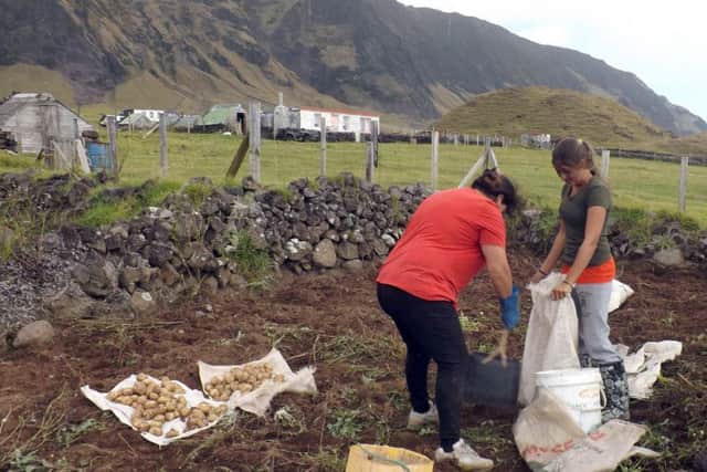 Gathering up the potato harvest on Tristan da Cunha.