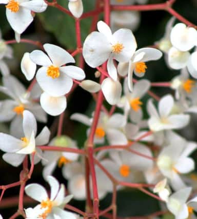 Plant of the week: Begonia semperflorens