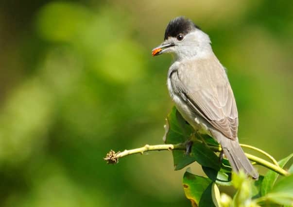 The once mostly summer visitor, the  blackcap, is now making its way to Britain during winter.  Pic: Amy Lewis