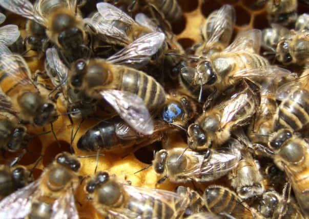 The queen bee (marked with blue) has to watch out for the invasion of the cuckoo bee.