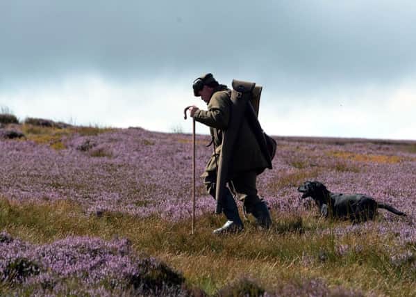 Bright purple heather in the Yorkshire dales as shooting parties make their way to the butts on the Glorious 12th, the traditional start of the Grouse shooting season. PRESS ASSOCIATION Photo. Picture date: Monday August 12, 2013. See PA story ENVIRONMENT Grouse. Photo credit should read: John Giles/PA Wire