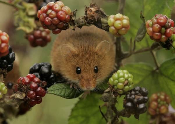 .Harvest Mouse among Blackberries, Micromys minutis, S Yorks