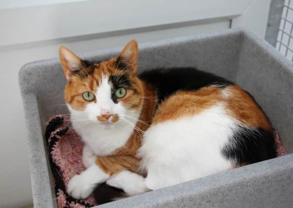 Rosie was taken to Yorkshire Cat Rescue after her elderly owner died