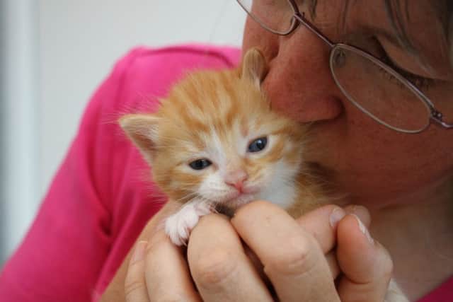 Yorkshire Cat Rescue founder Sara Atkinson with a rescue kitten