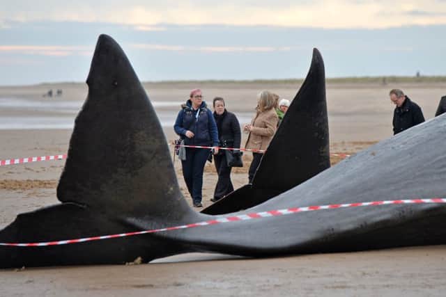 Curious locals come to see the three dead sperm whales which washed up on the beach at Skegness.