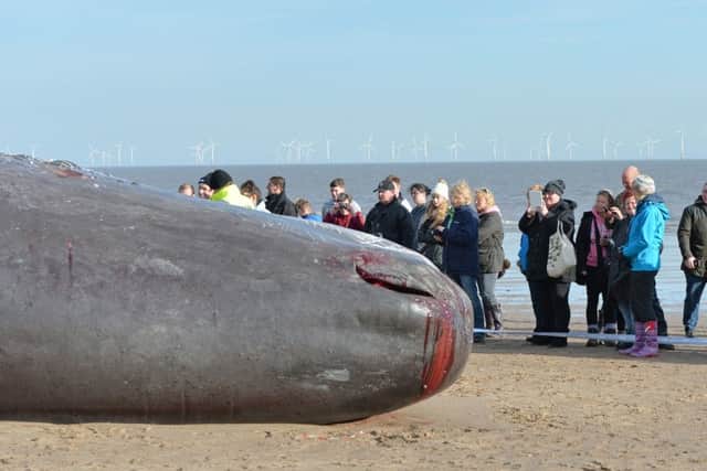 An autopsy takes place on the stranded whales in Skegness. Picture: SWNS