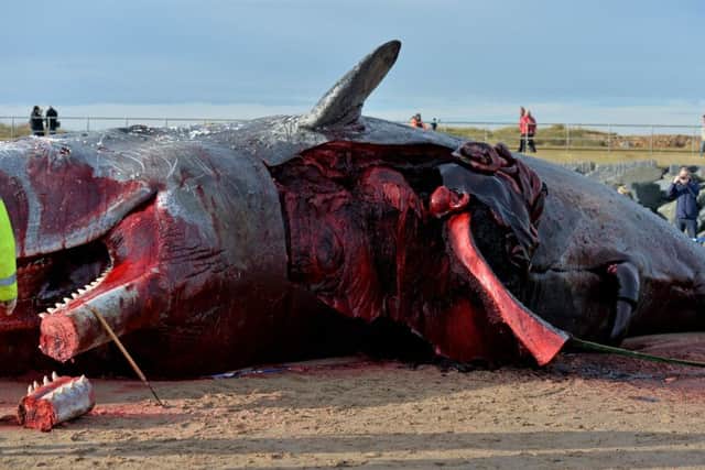 An autopsy takes place on the stranded whales in Skegness. Picture: SWNS