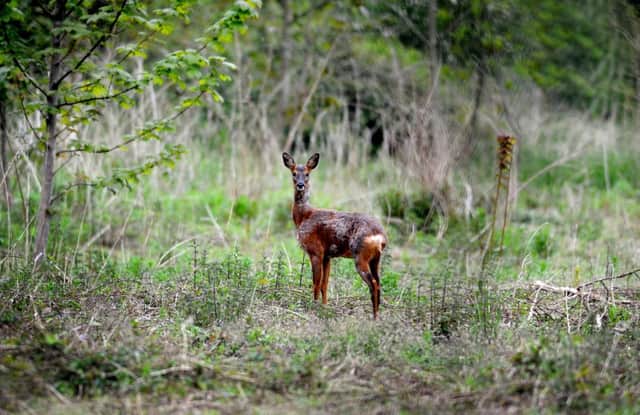 Library picture of a young roe deer in North Yorkshire