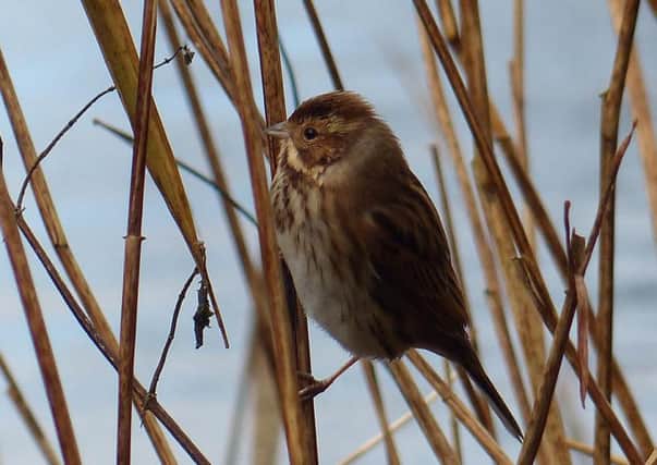 The reed bunting is predominantly a farmland and wetland bird that is typically found in wet vegetation, but has recently spread into farmland and, in winter, into gardens.