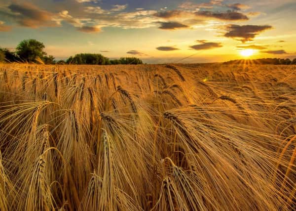 Barley field, Normanton. Picture: Michiko Smith