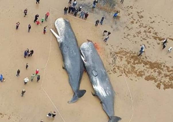 Sperm whales washed up on a beach near Skegness earlier this week.
