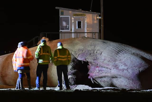Contractors clear away the dead 48ft sperm whales that were washed-up on a beach near Gibraltar Point in Skegness