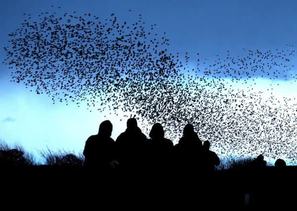 Starlings were among the most abundantly recorded by Yorkshire farmers, gamekeepers and land owners during the Big Farmland Bird Count in February, according to results from the survey published today.