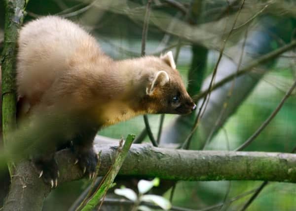 The pine marten continues to be an elusive species.