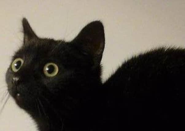 Storm the kitten was found wandering the streets of Hebden Bridge during the floods on Boxing Day.