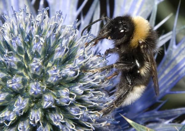 The decline of wild flowers mirroed the decline in pollinators like bees.
Picture: Neil Squires/PA Wire